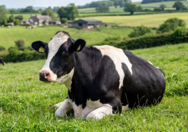Single-Origin Milk You Can Trust